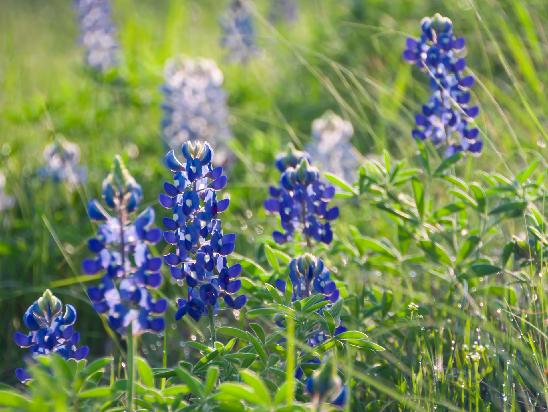 Bluebonnet and Sunshine
