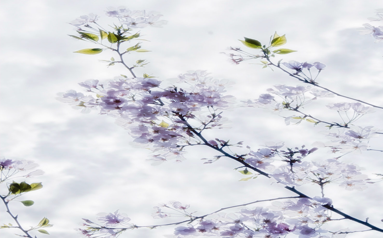 Cherry Blossom Branch