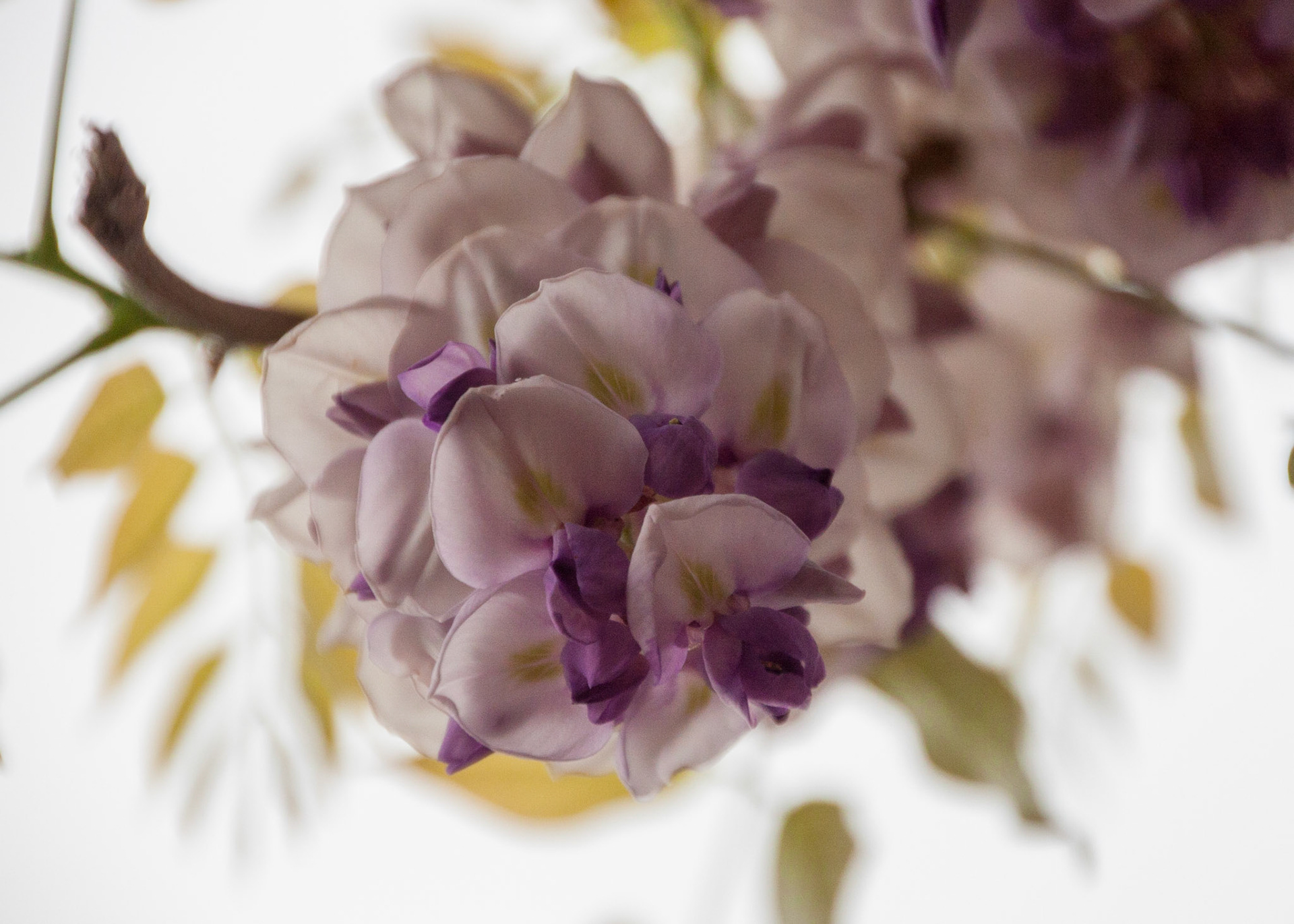 Hanging Wisteria