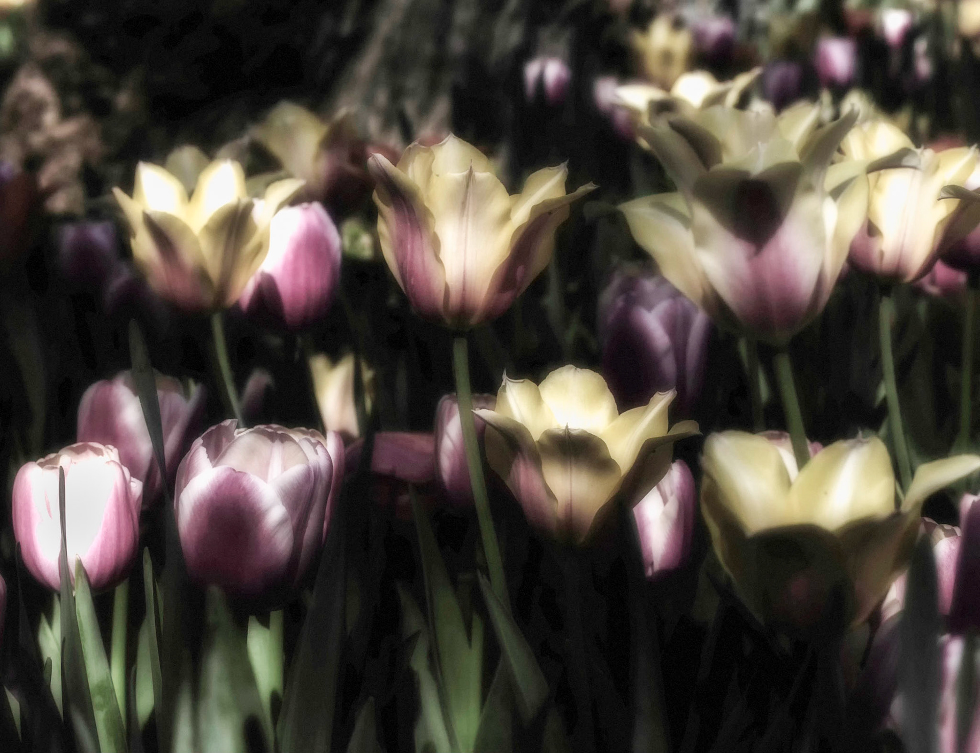 Magic Tulips
