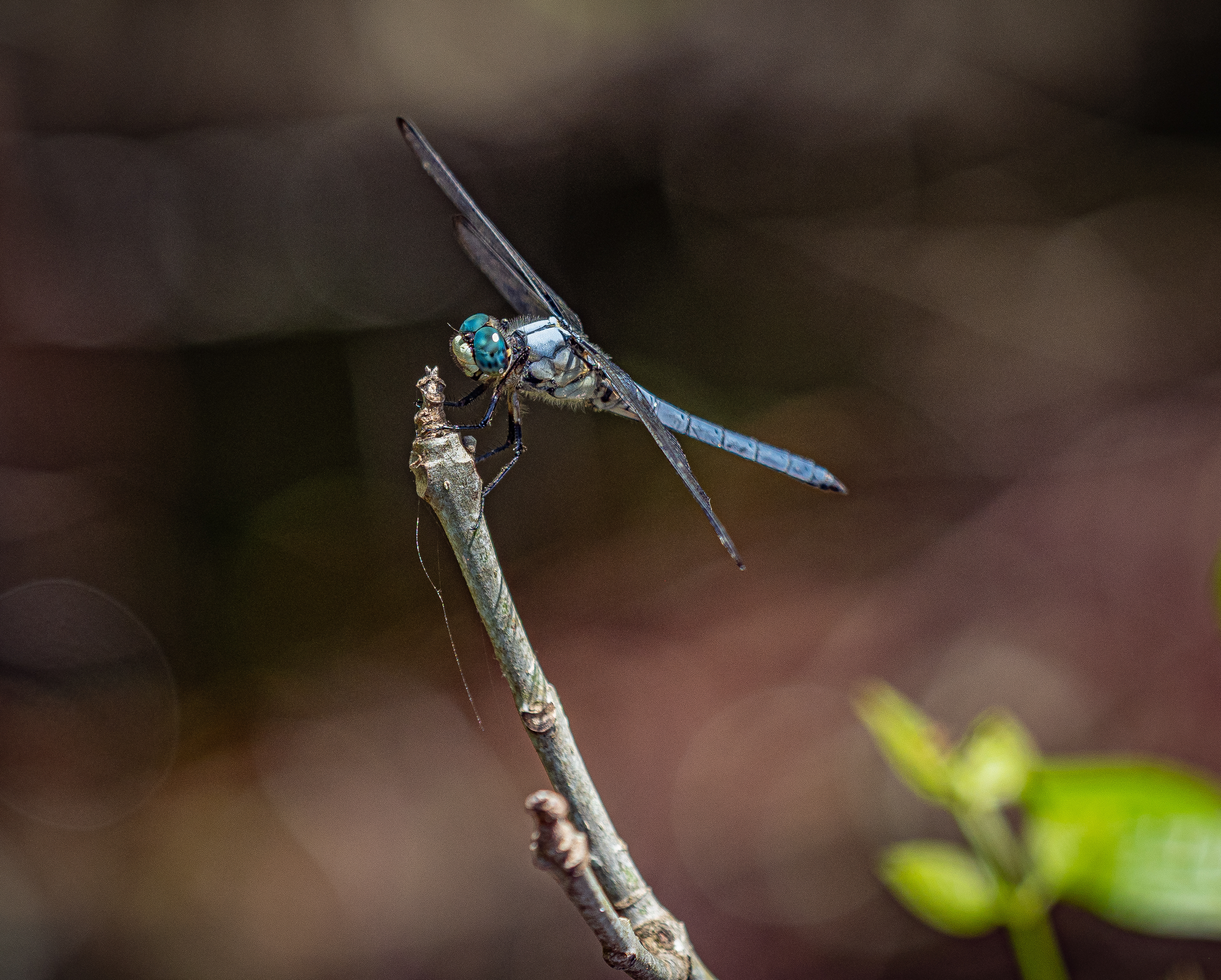 Dragonfly at Rest