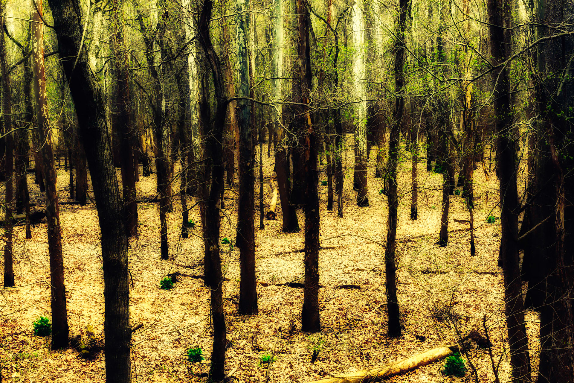 Into the Woods
