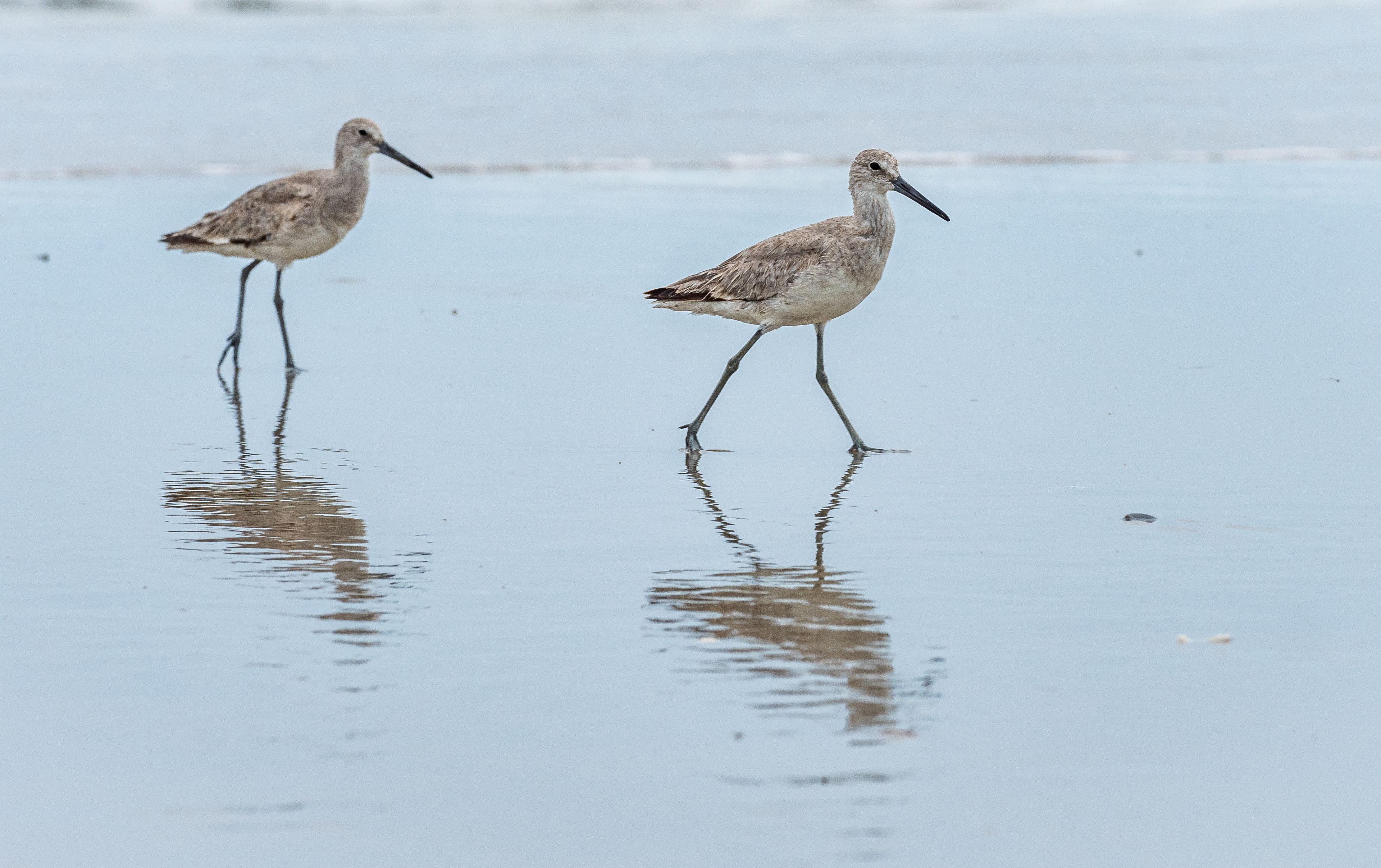 Willet Birds