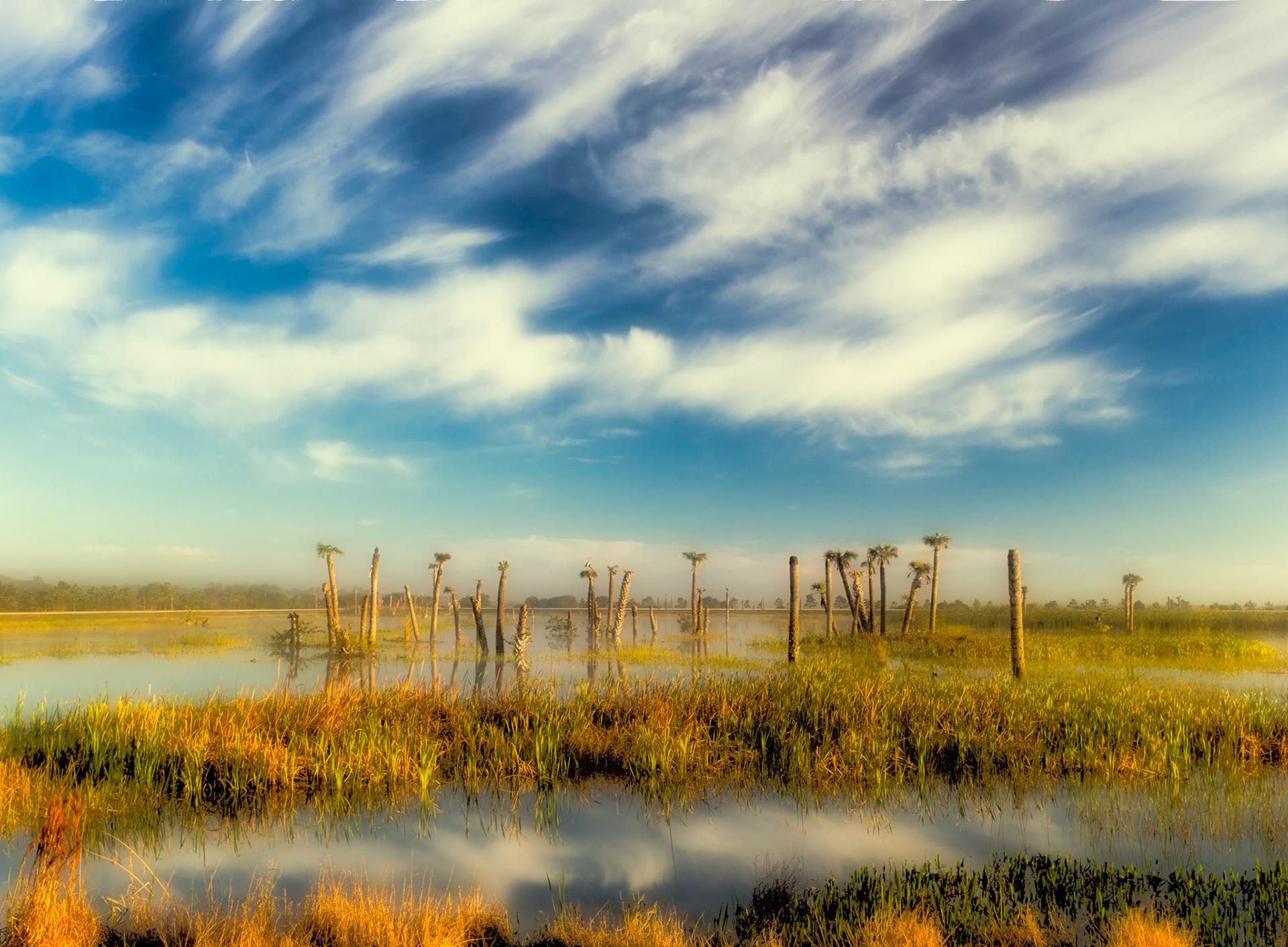 Palm Stand Reflection