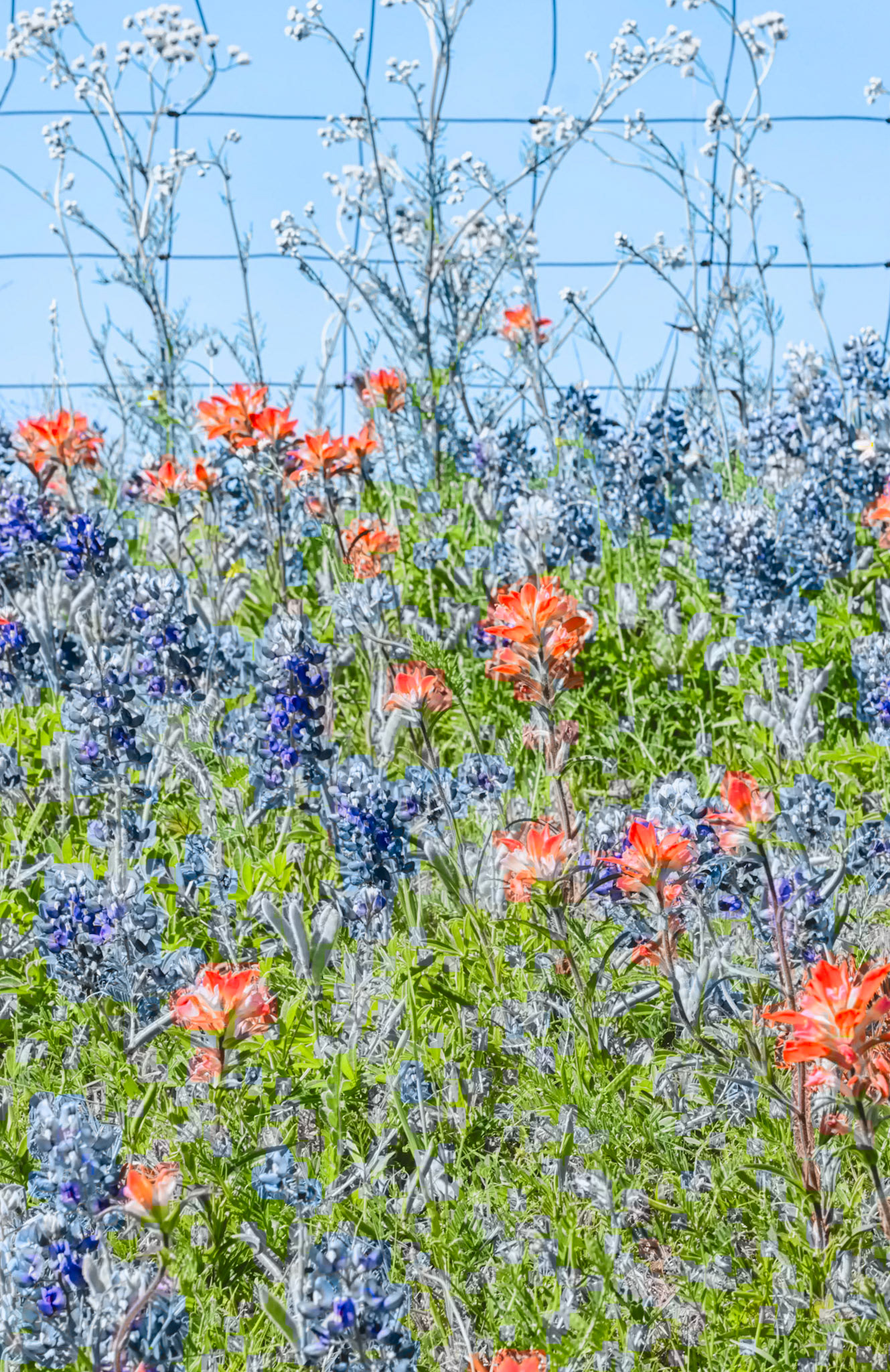 Wildflowers and Barbed Wire