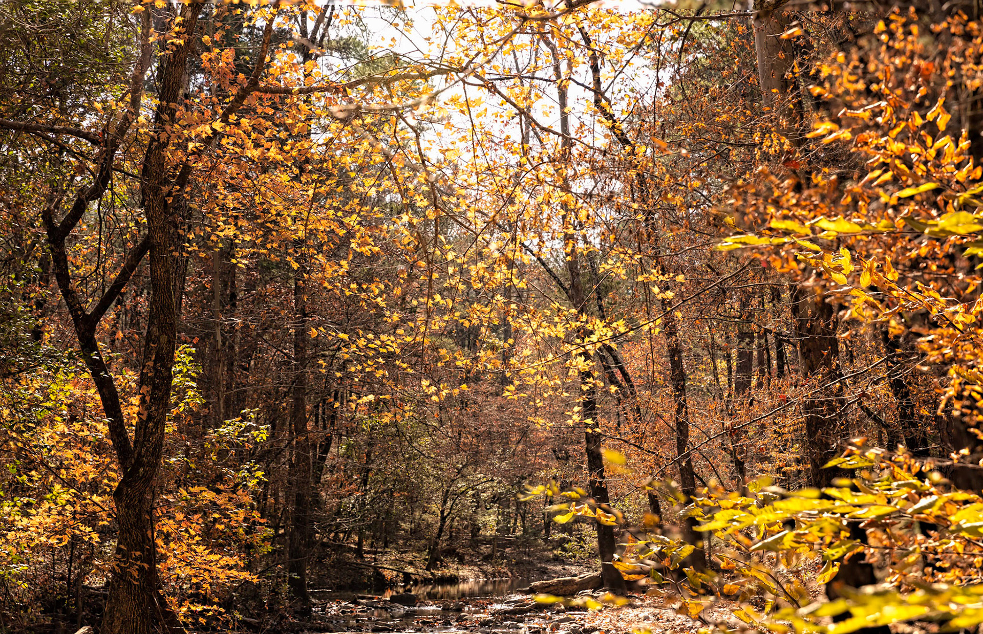 Autumn Highlights