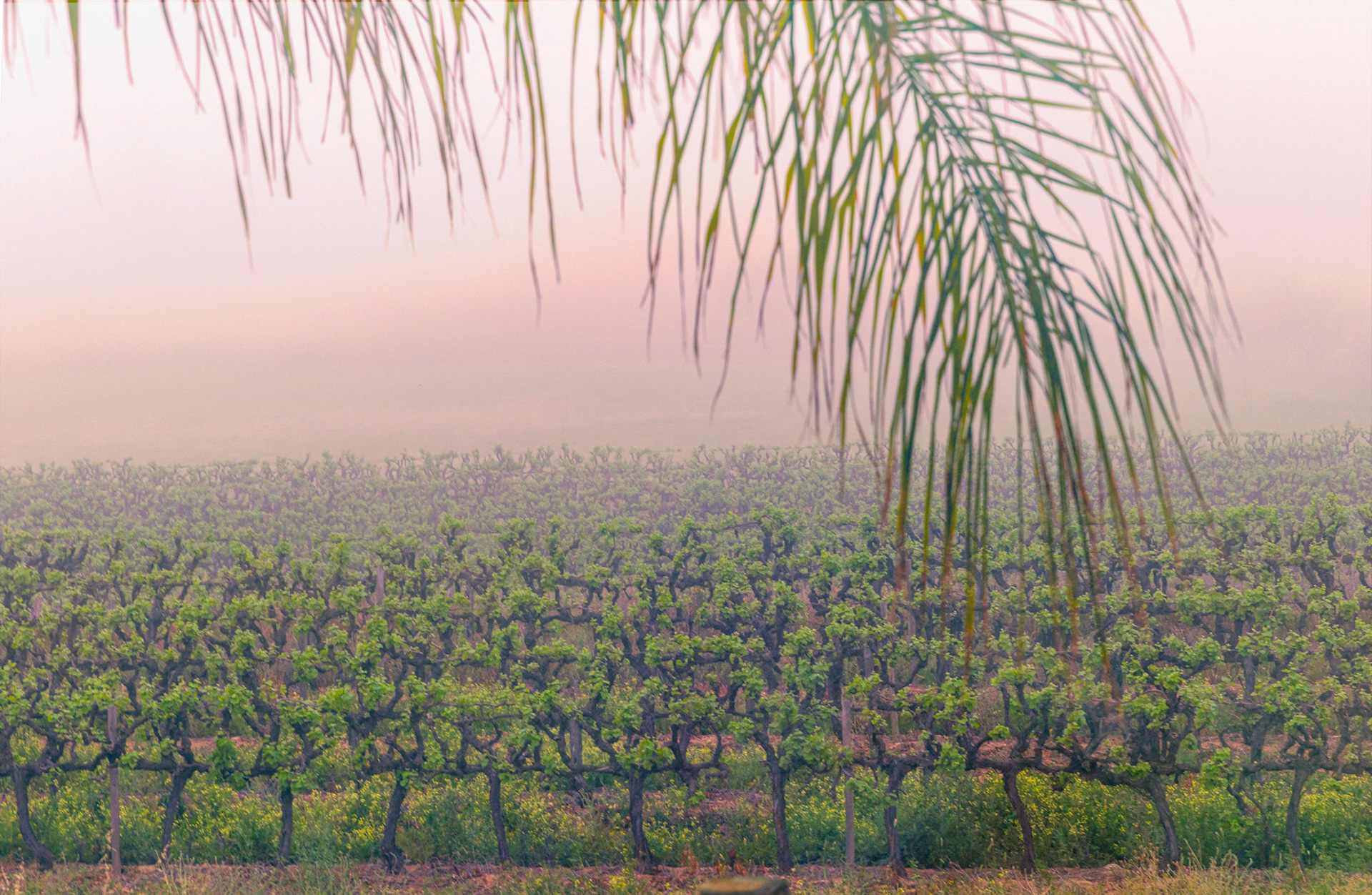 Morning Fog in the Vineyard