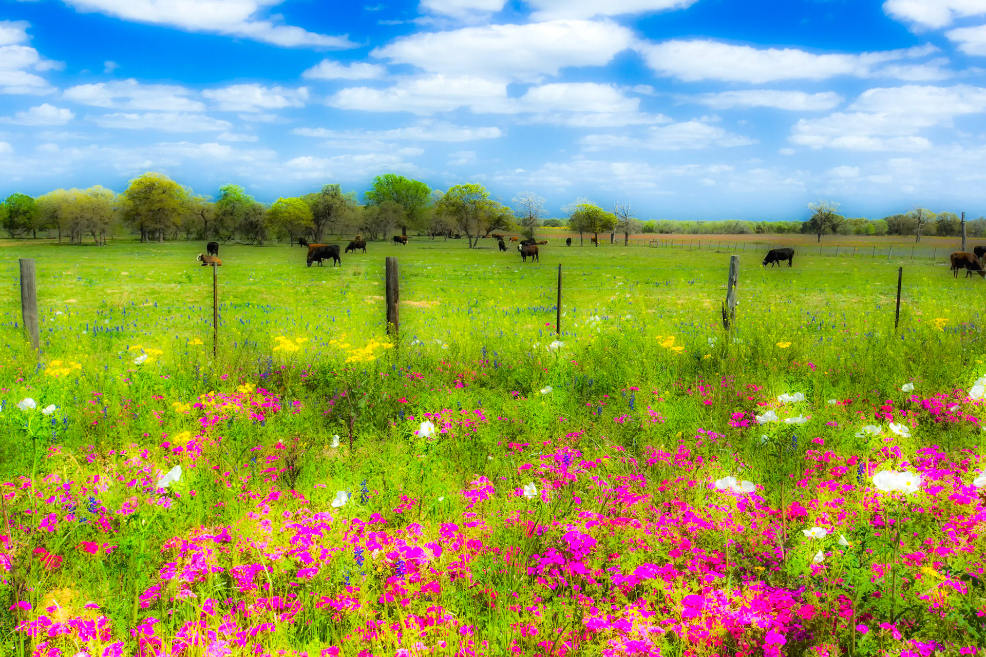 Spring Pasture