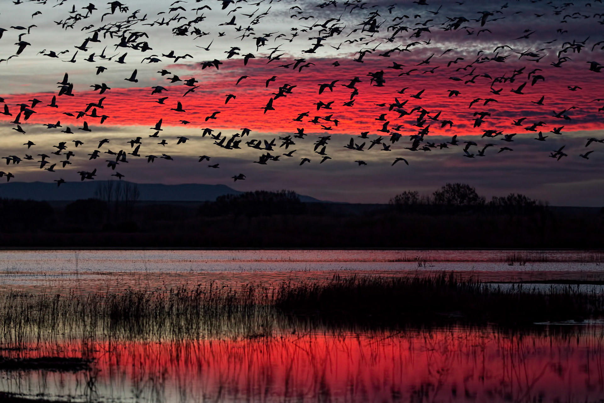 Sunset Flight