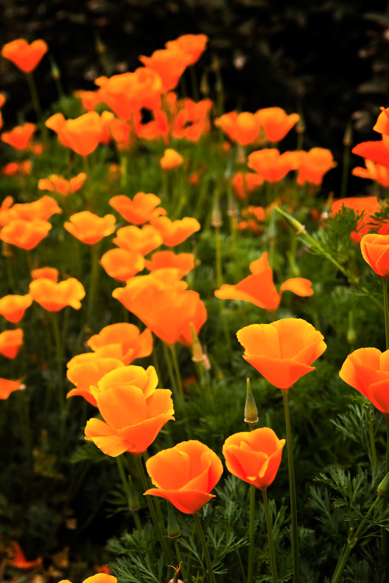 California Poppies