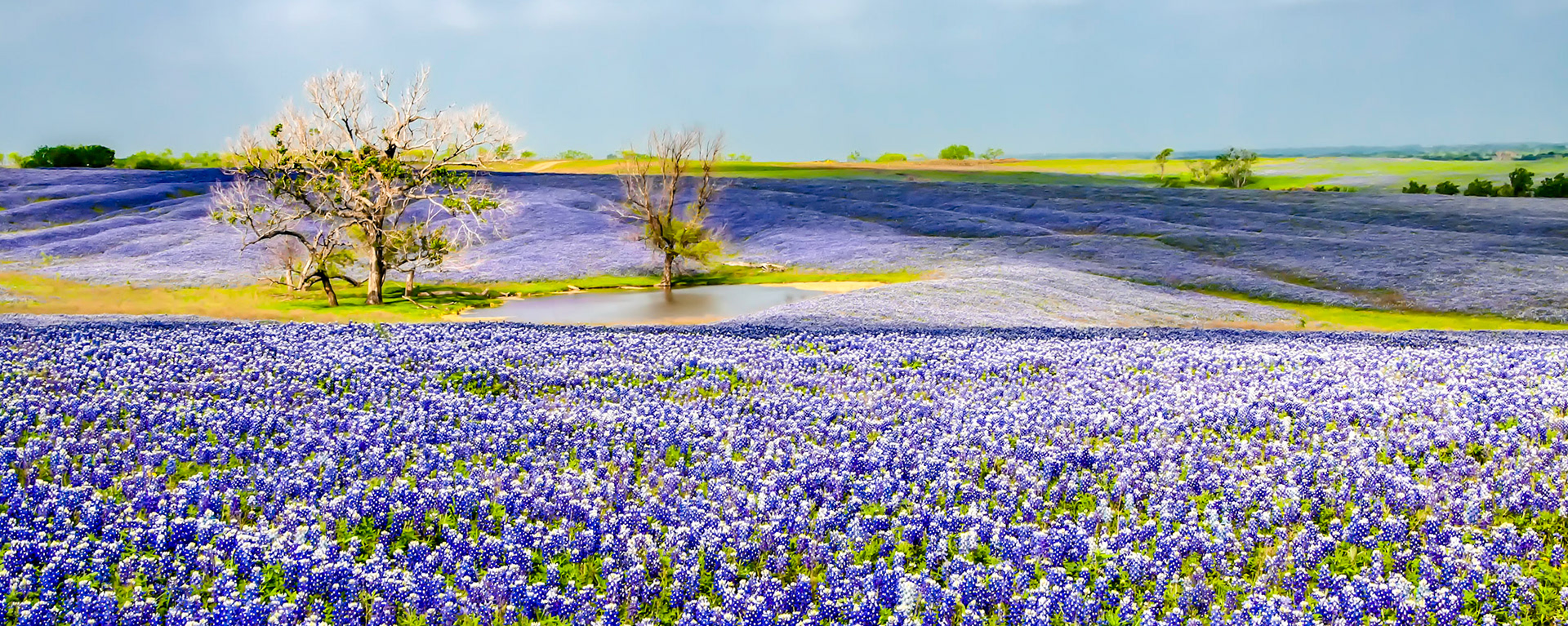 Bluebonnet Field 6