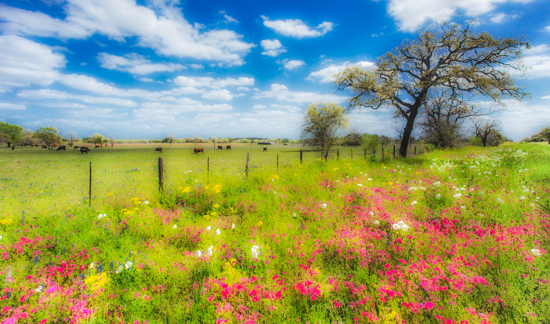 Spring Pasture 2