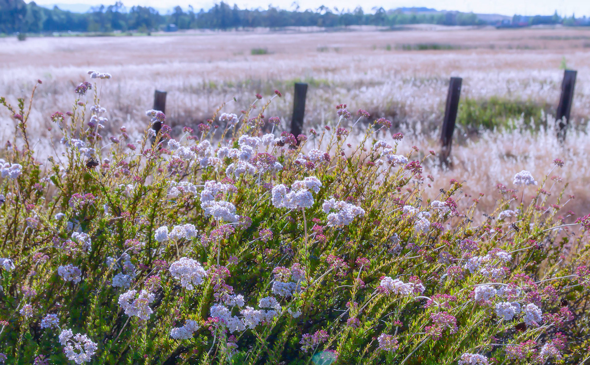 Baylands Nature Preserve Field