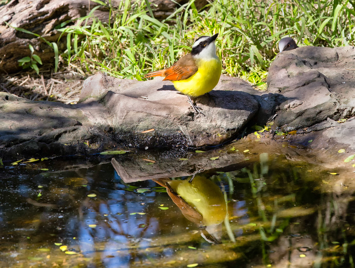 Kiskadee Drinking