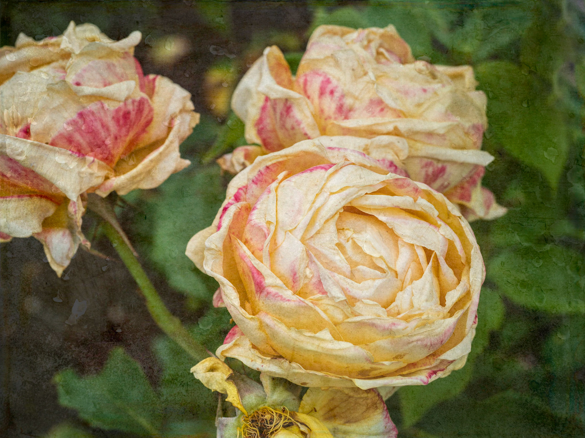 Antique Rose