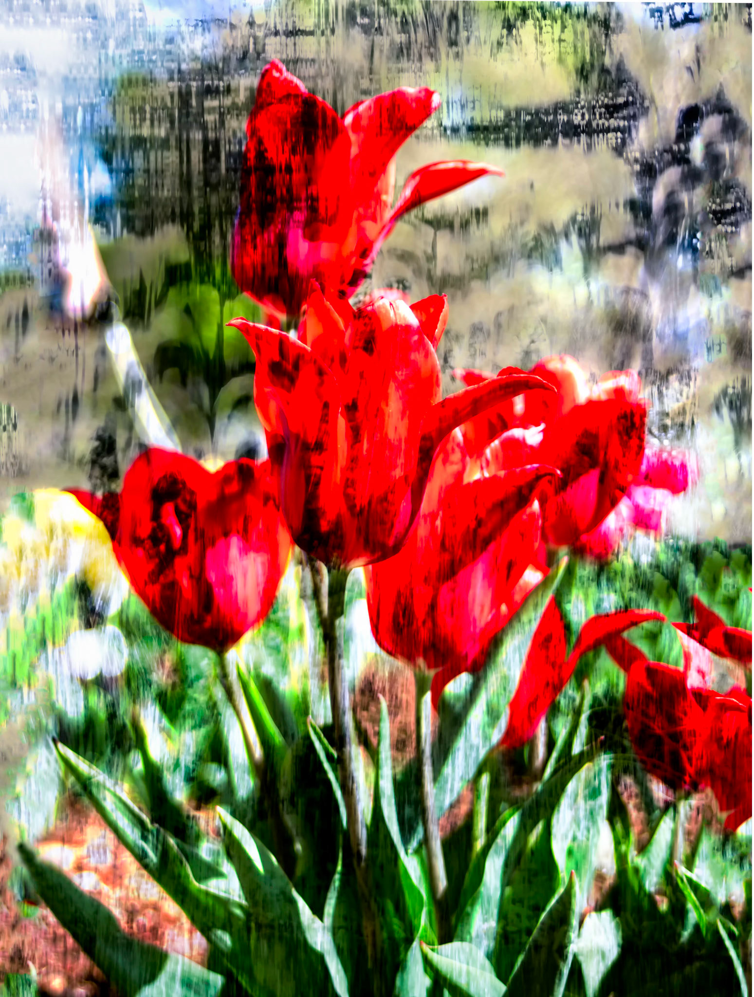 Red Tulip Abstract