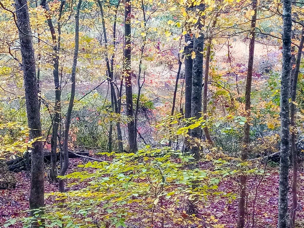 Rube's Creek Trail View