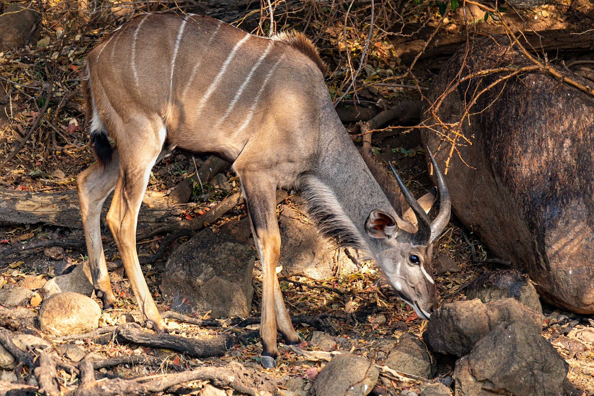 African Striped Deer