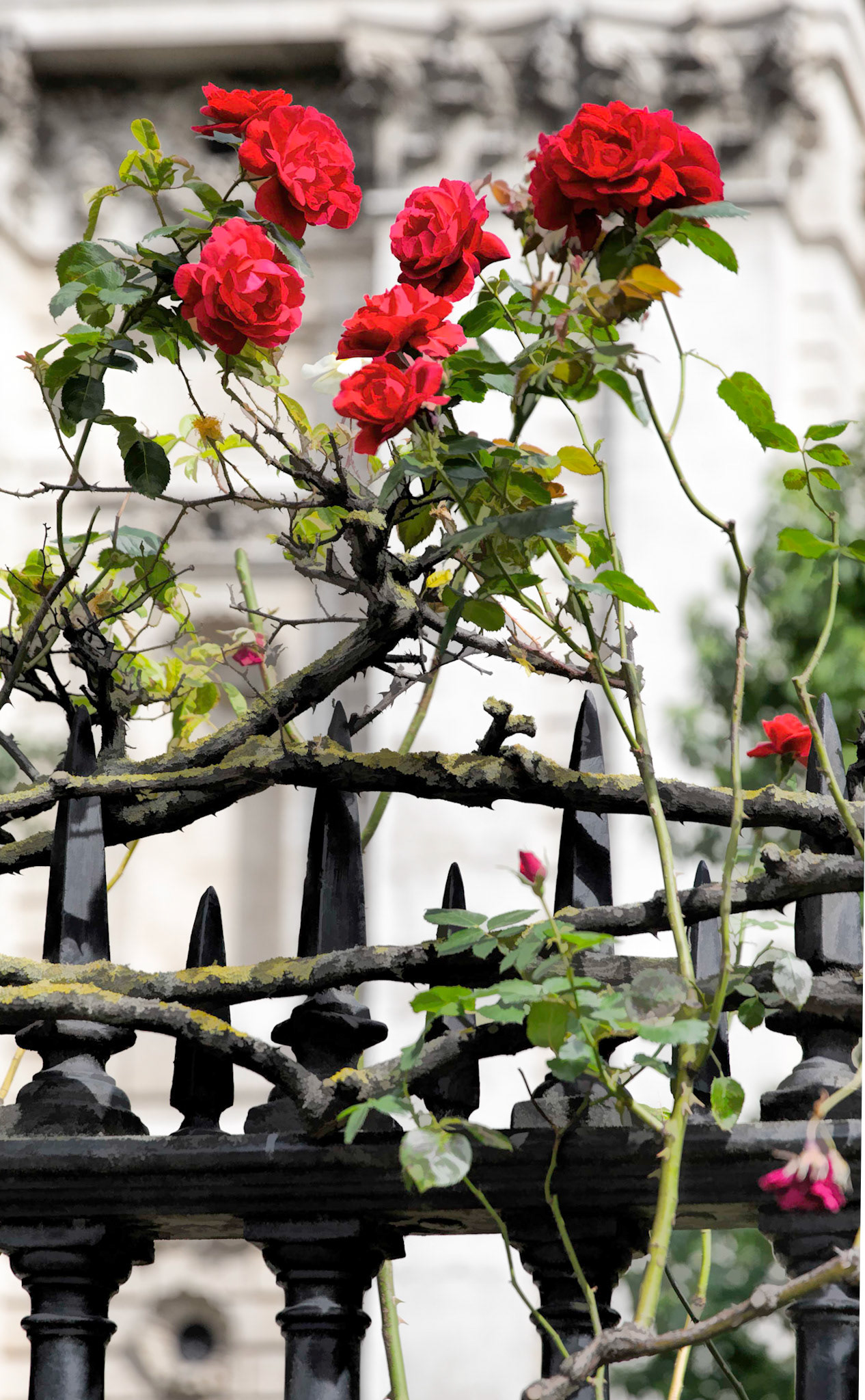 Every Rose Has Its Thorn