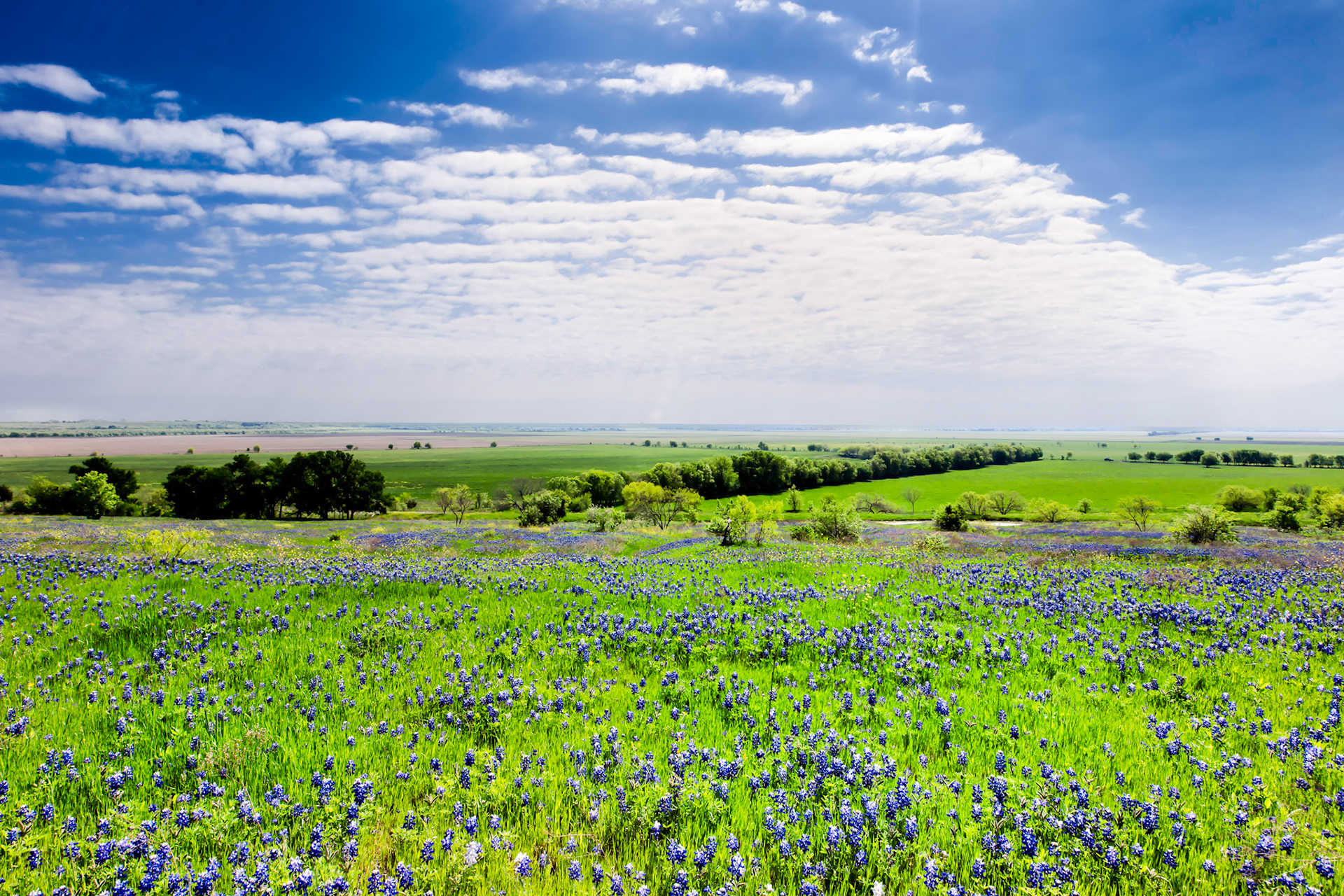 Bluebonnet Field