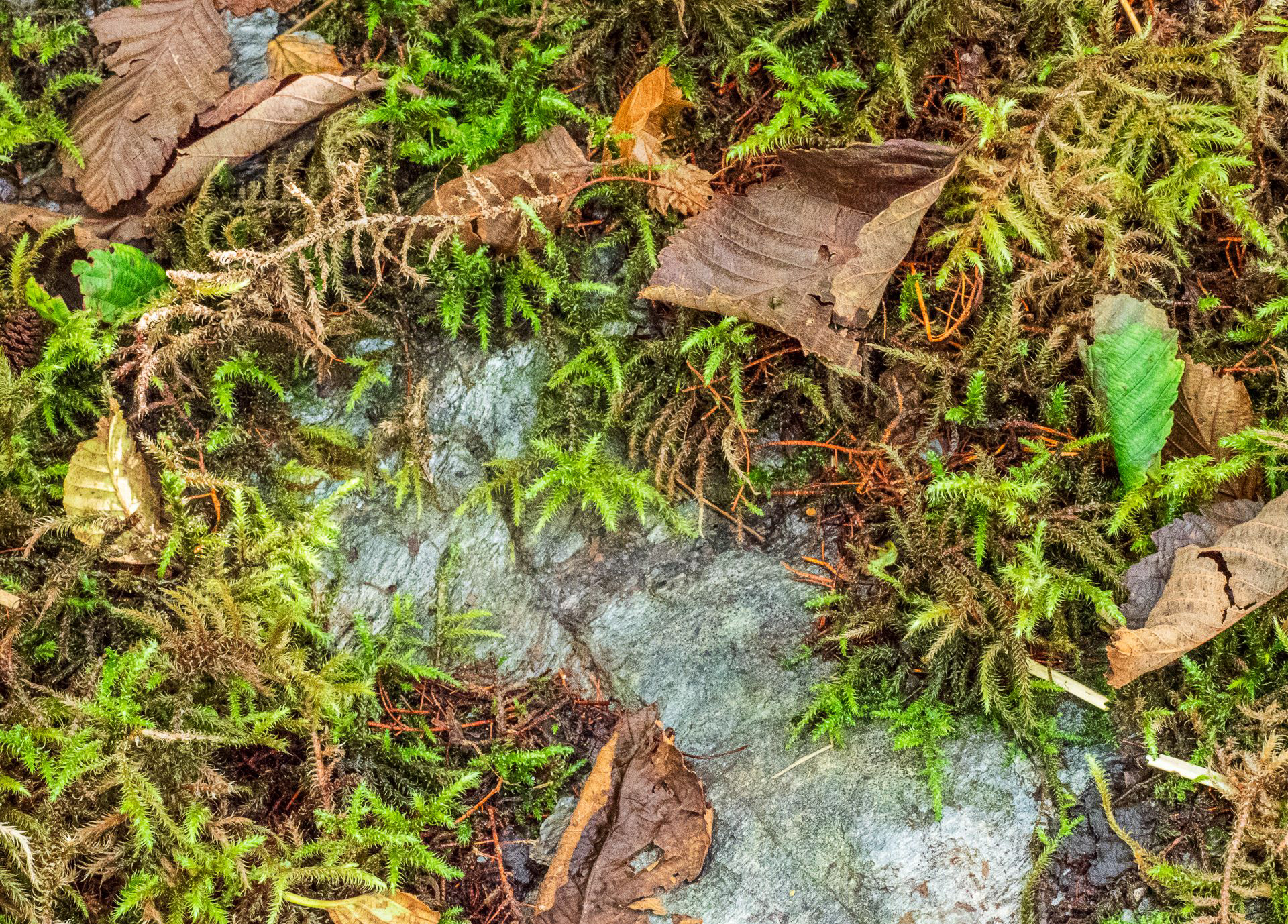 Alaskan Flora and Fauna