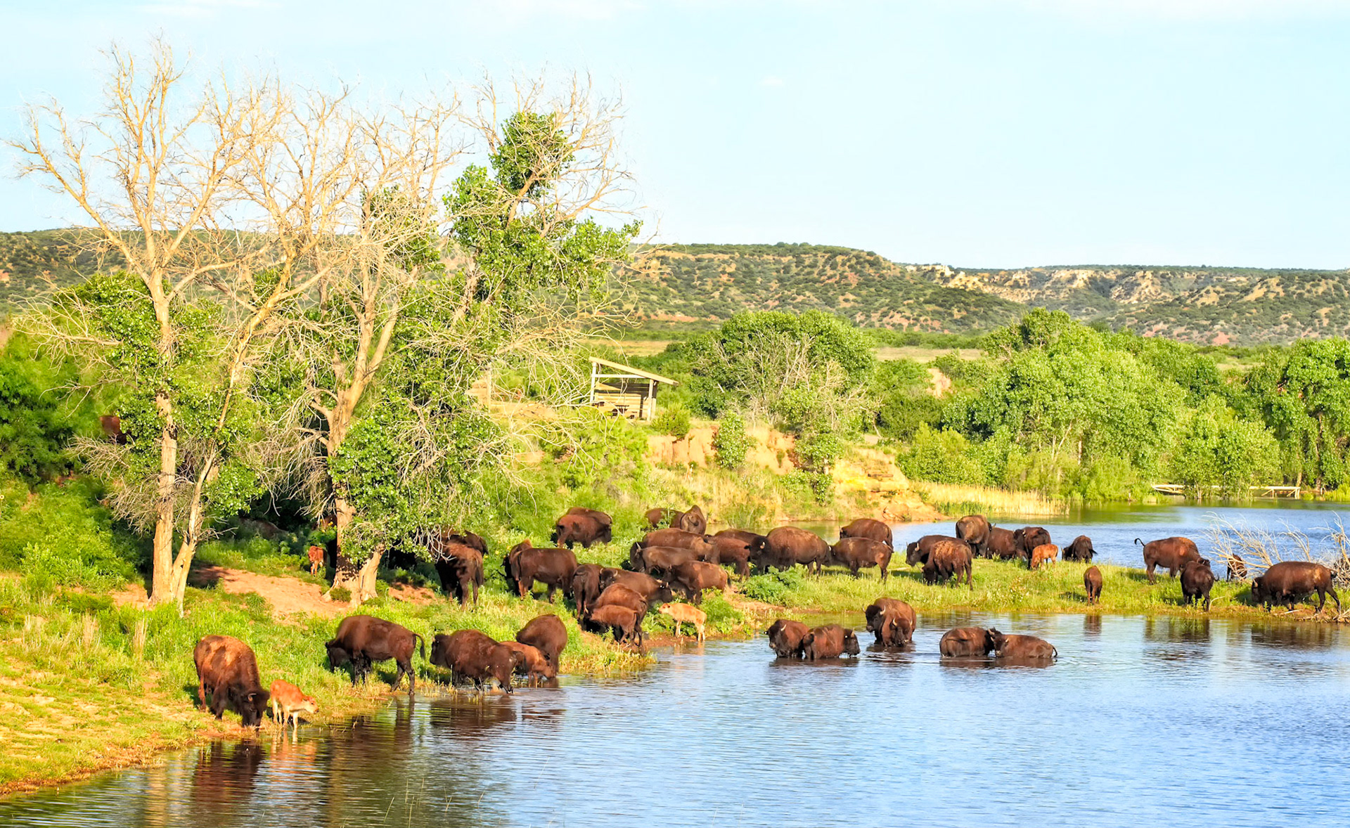 Bison at Caprock Canyon
