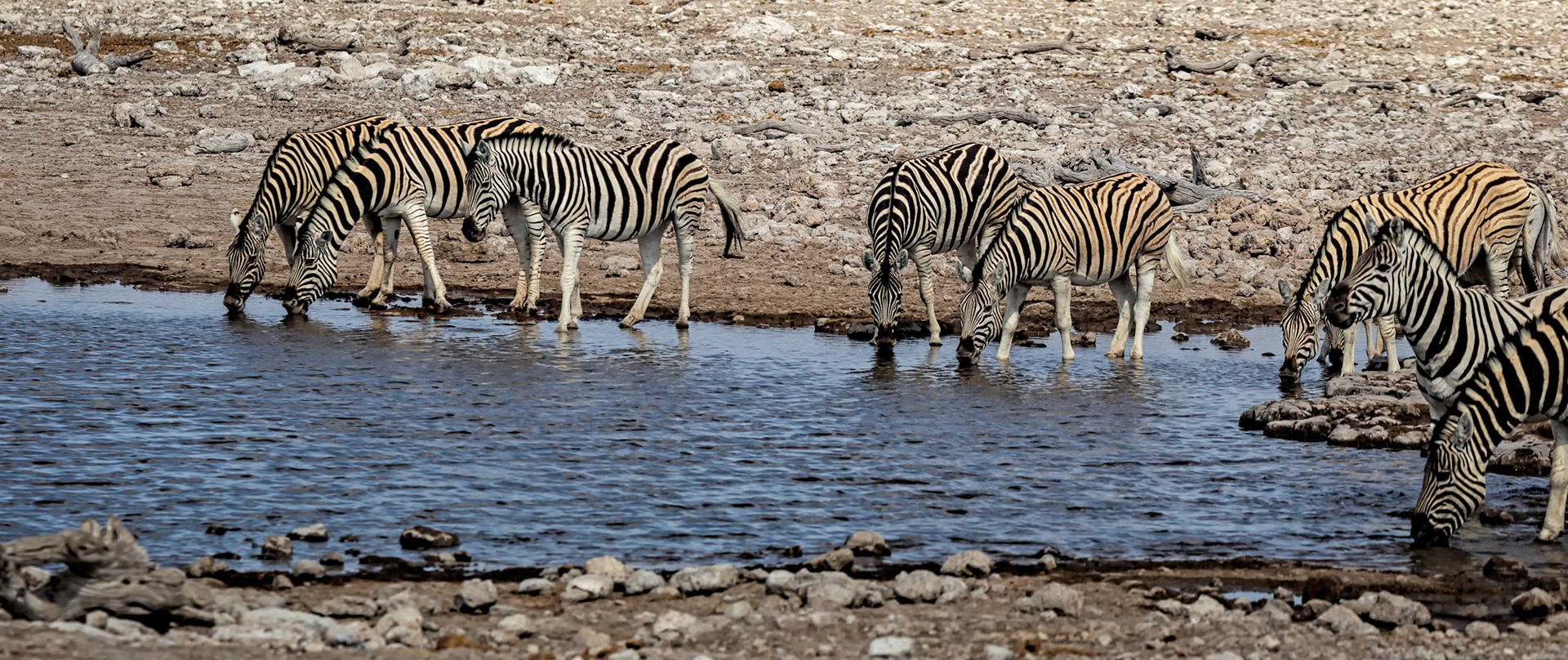 Zebra Watering
