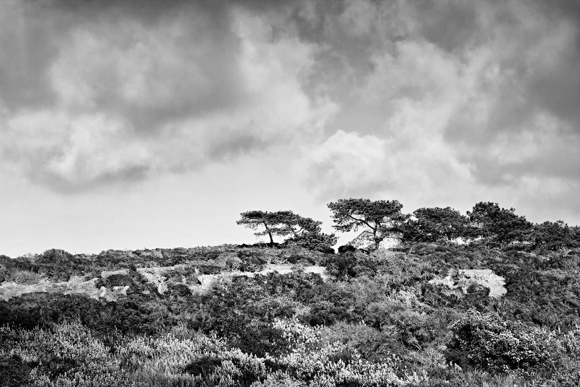 California Tree Stand
