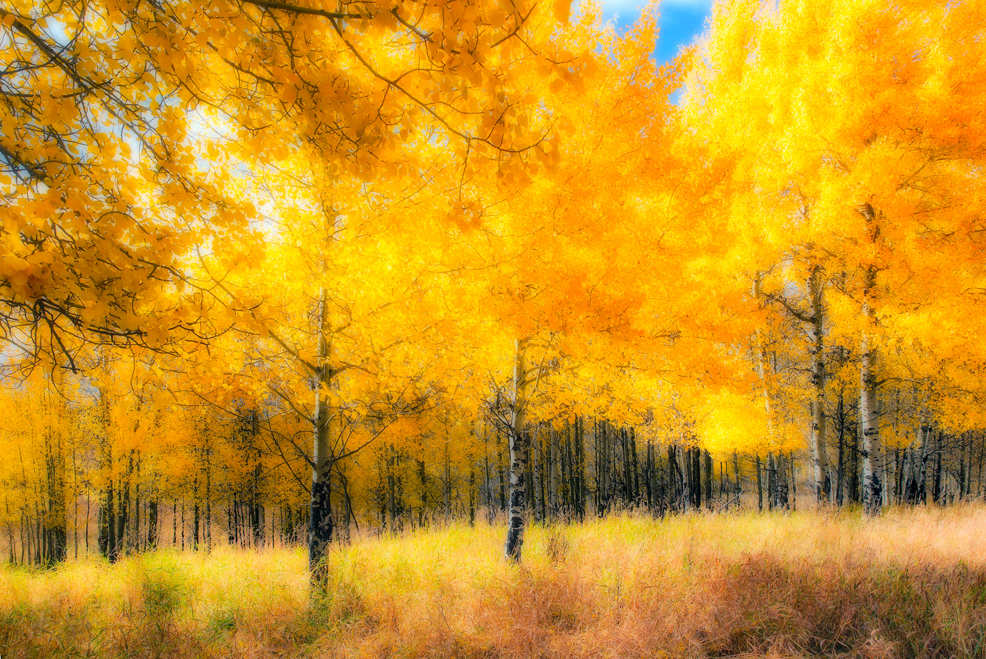 Aspen Glow
