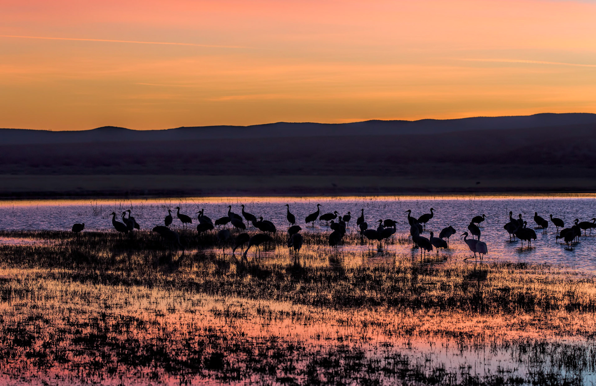 Bosque Sunset