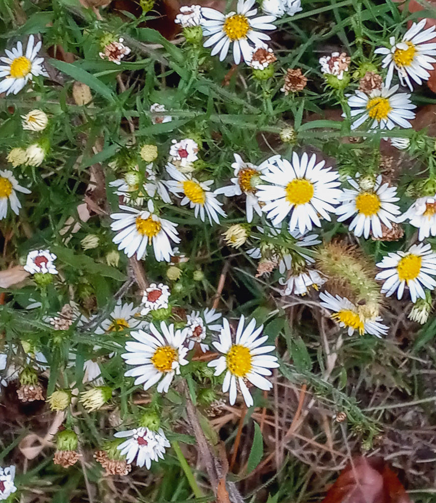 Daisy Wildflowers