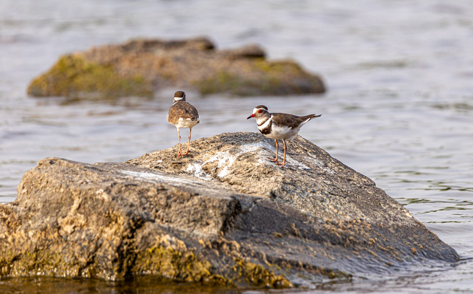Shorebirds