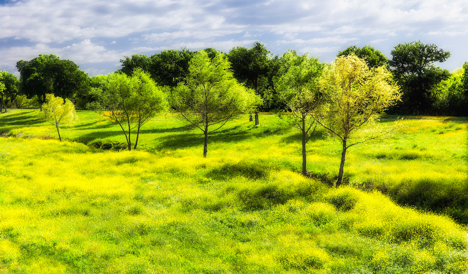 Yellow Pasture 2