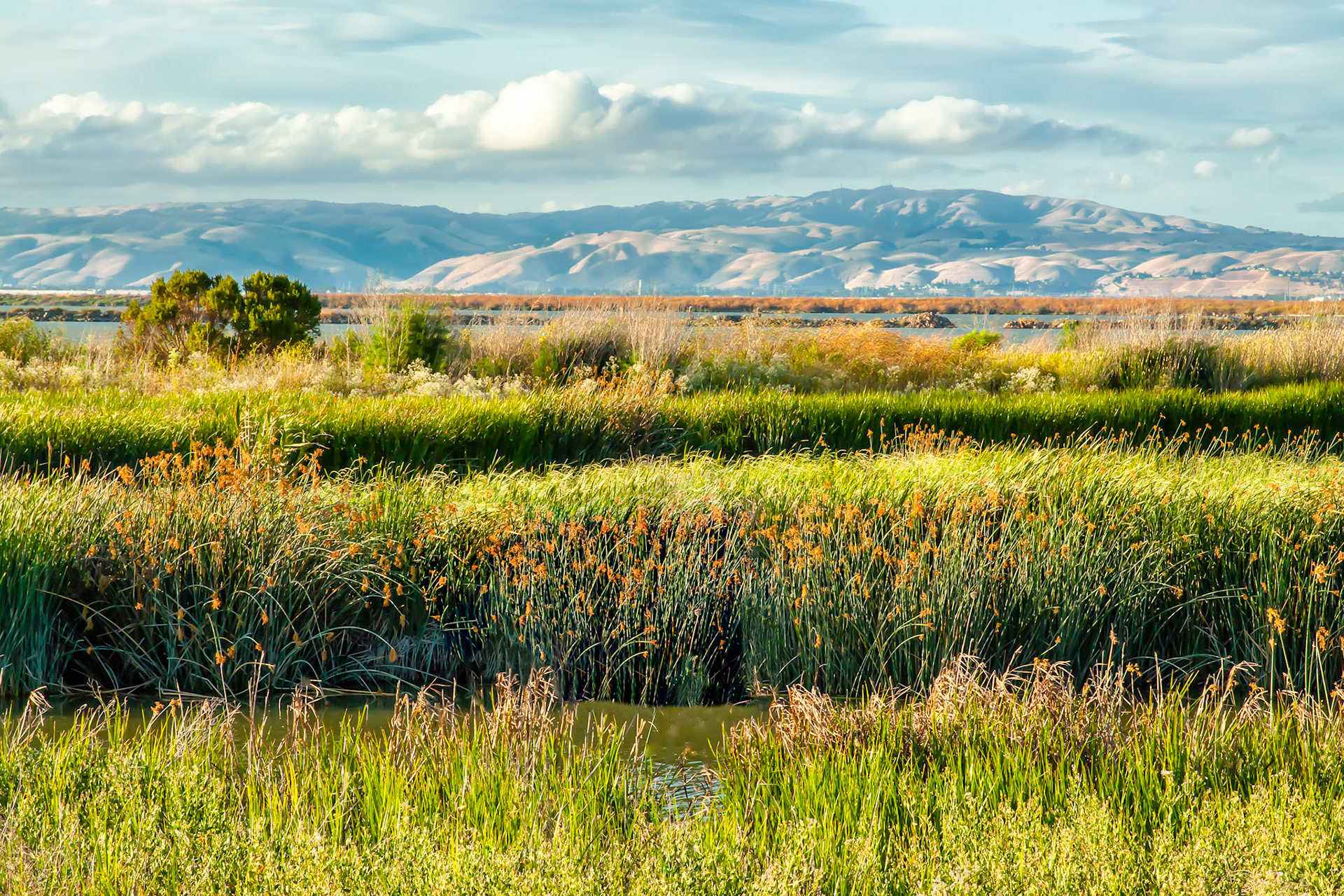 Baylands Nature Preserve View