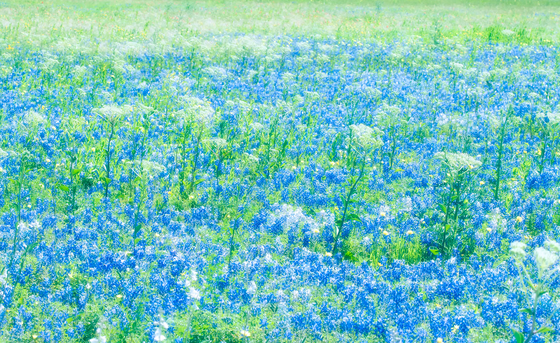 Bluebonnet Pastel
