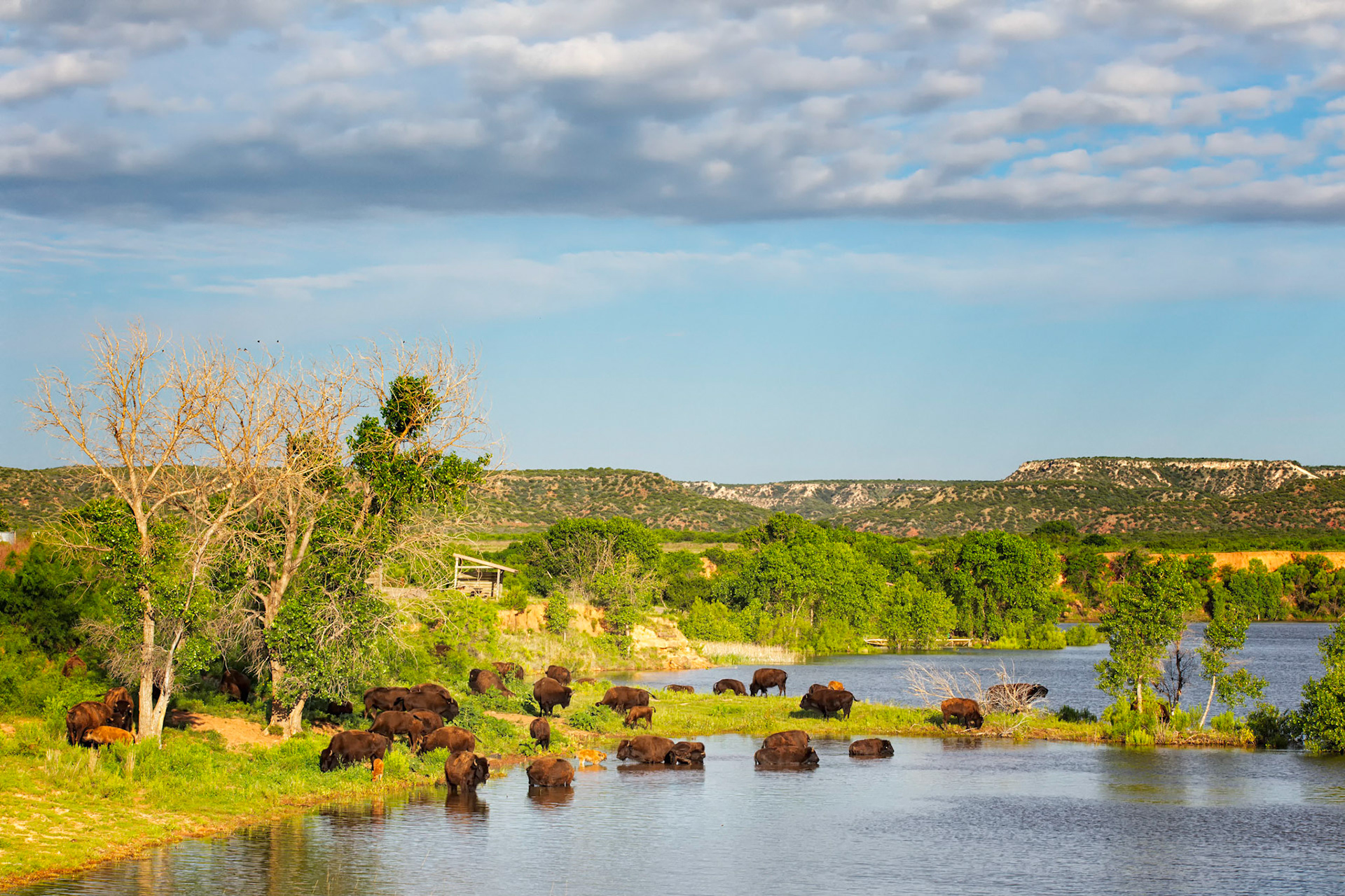 Caprock Canyon Bison