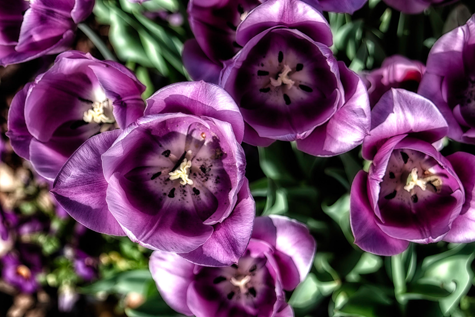 Little Pink Big Heart Midnight