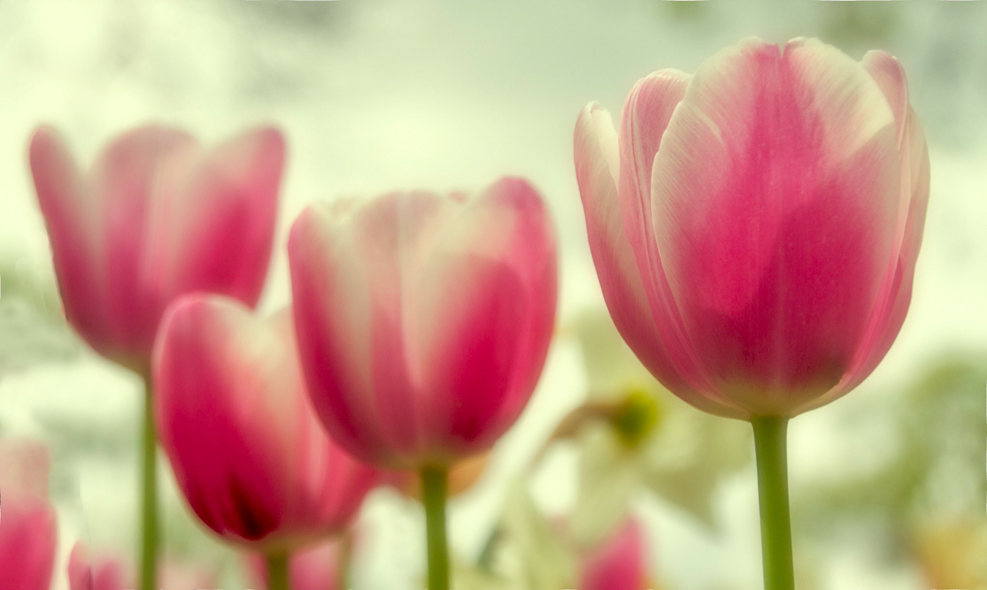Four Tulips