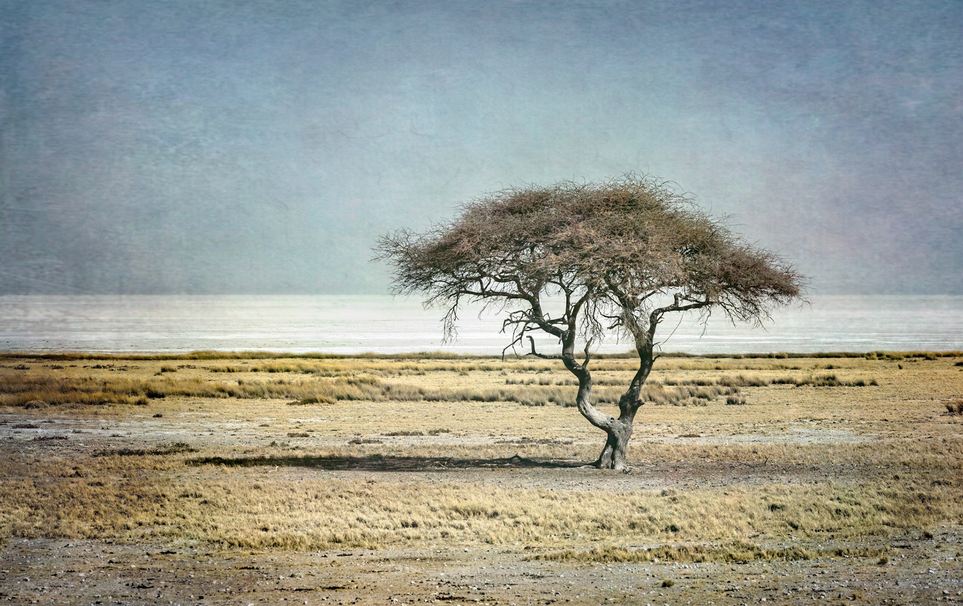 Tree Alone