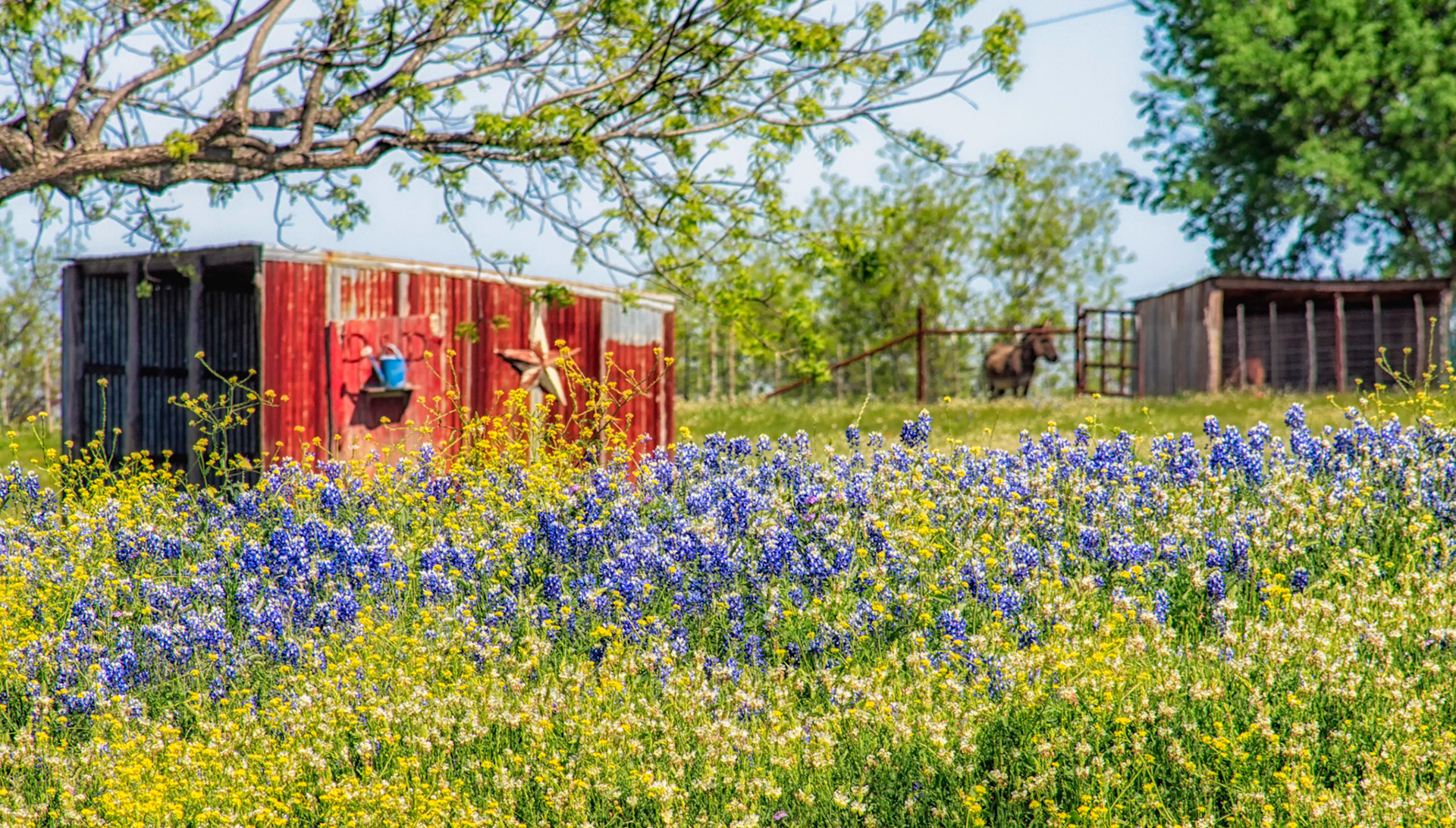 Red Shed in Wildflowers
