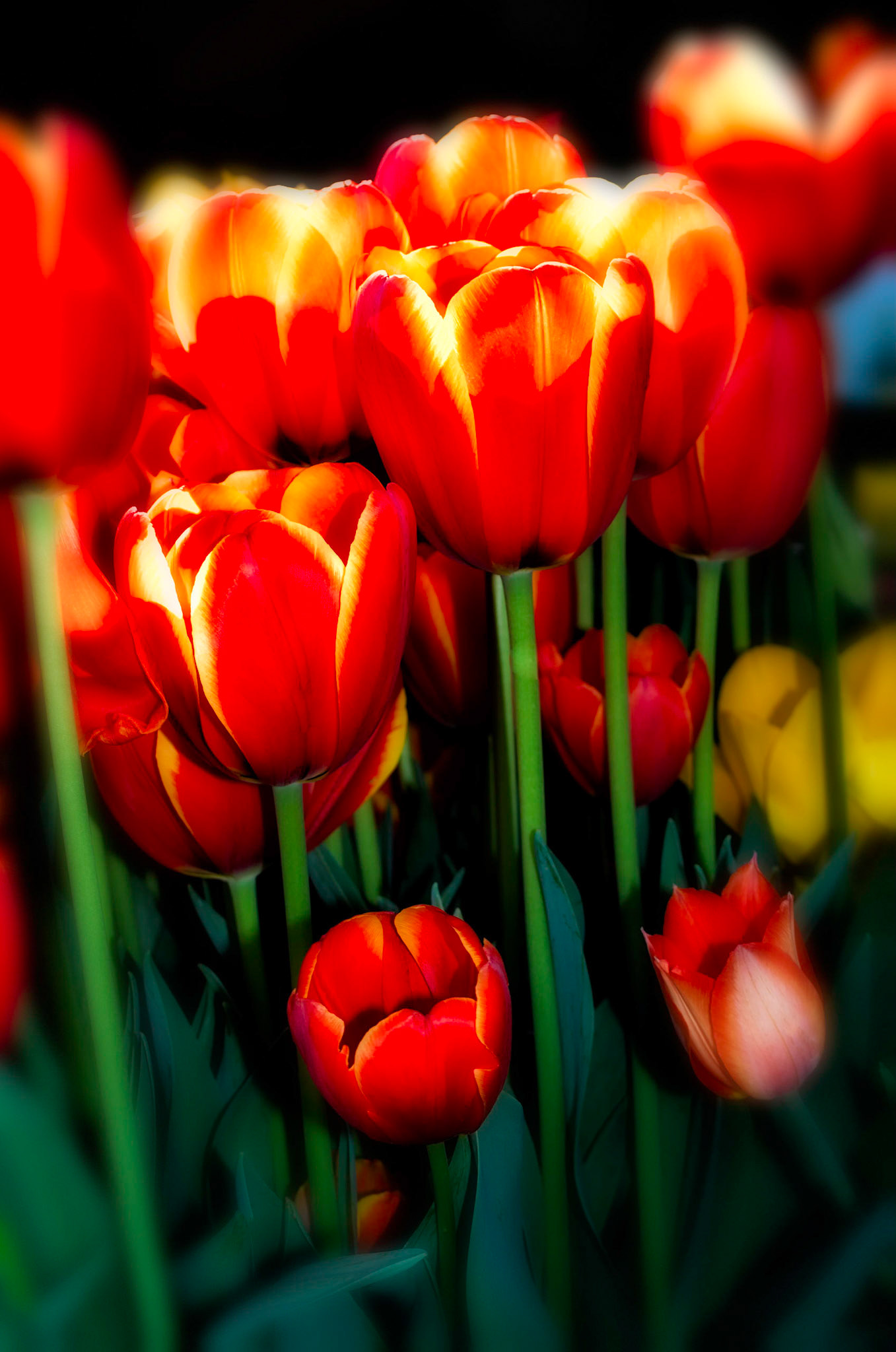 Glowing Tulips
