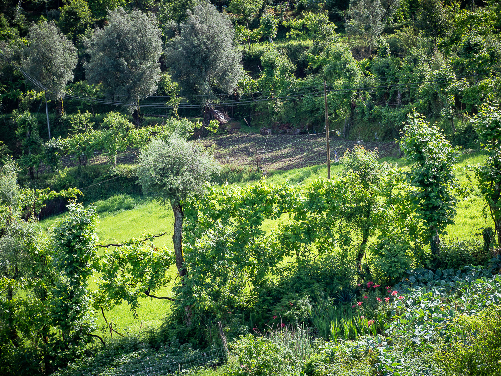 Grapevines in Douro Valley