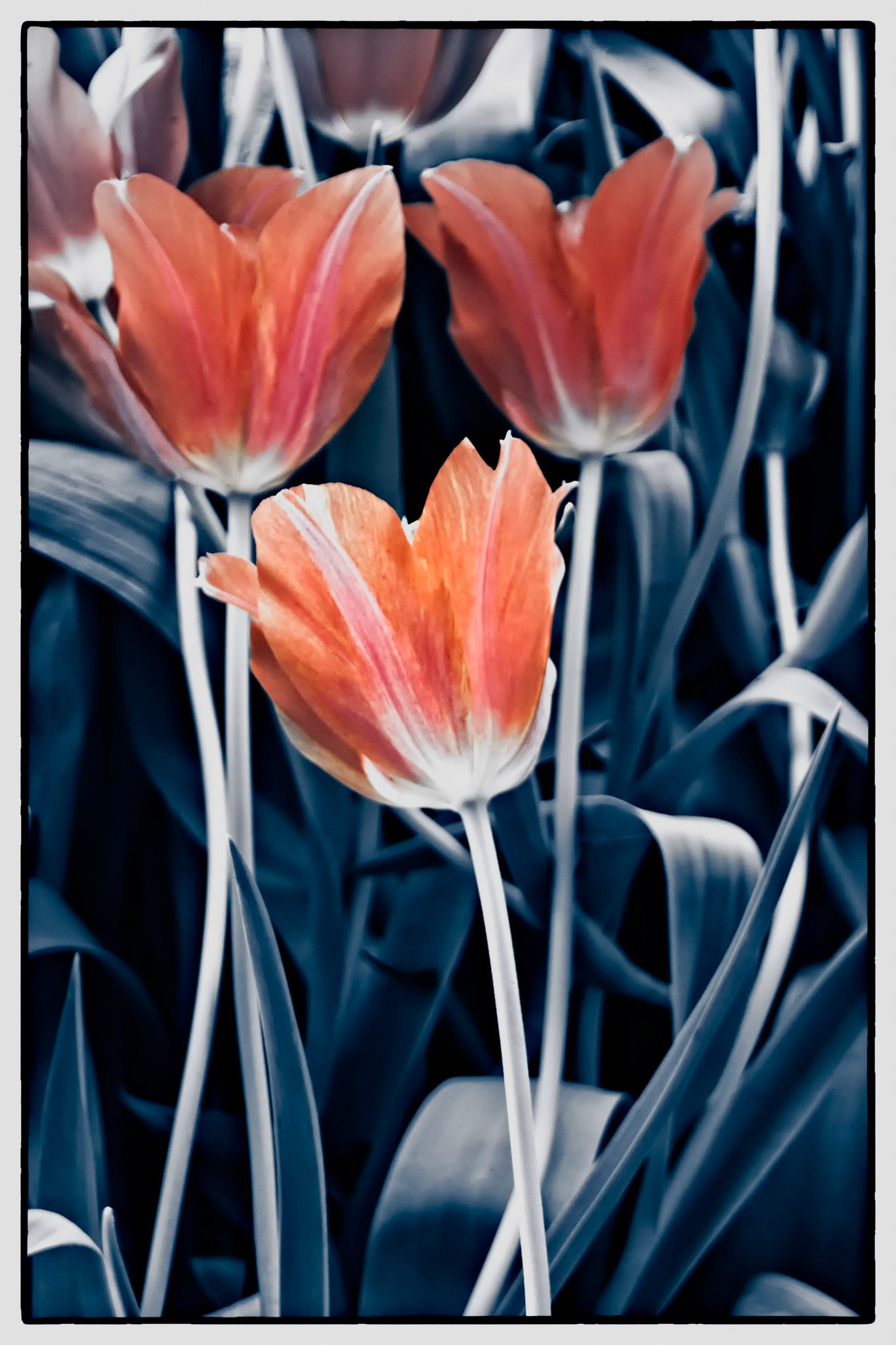 Three Tulips