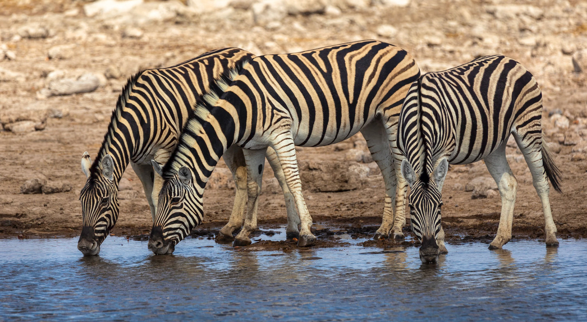 Sundown at the Water Hole