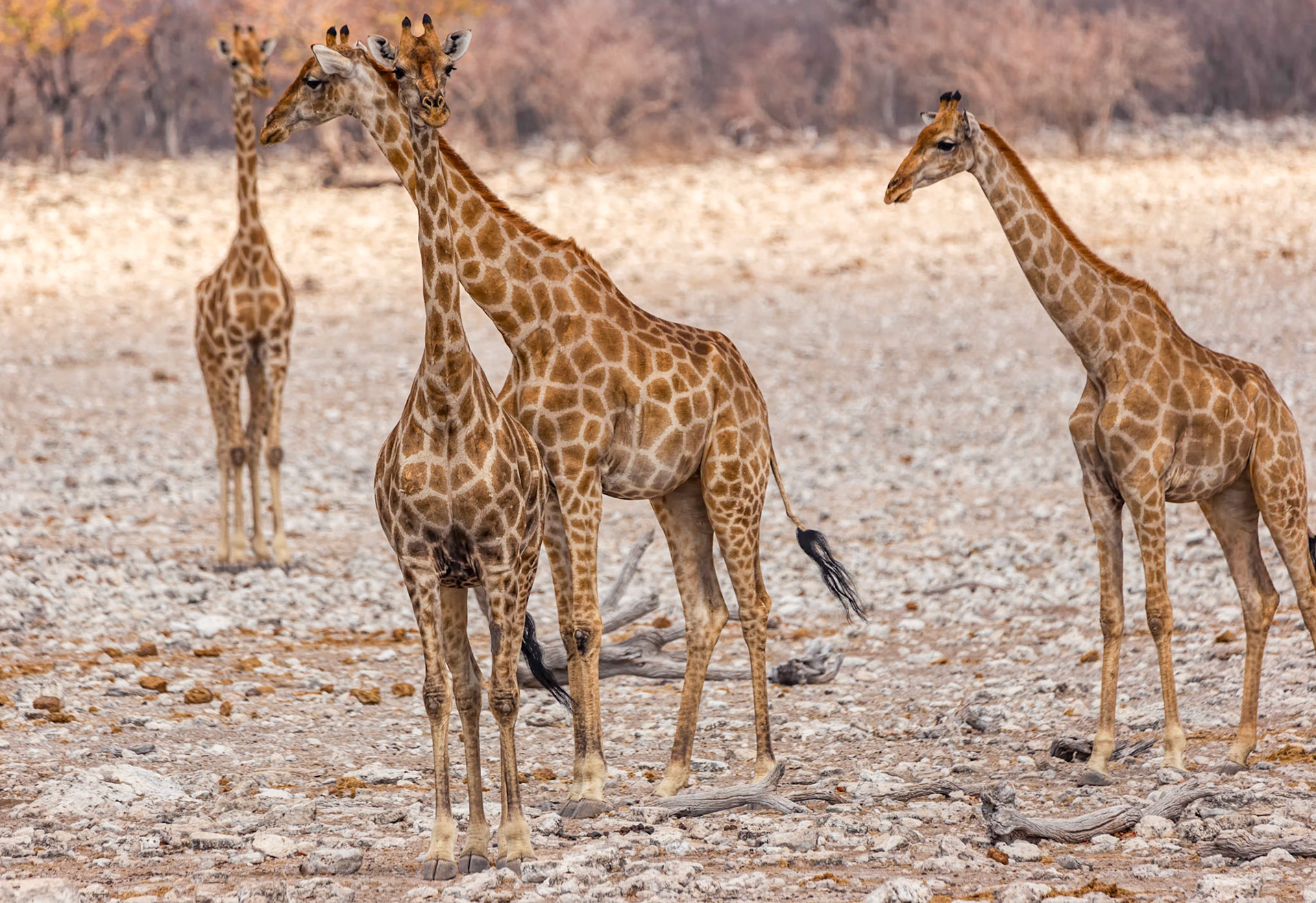 A Bunch of Long Necks