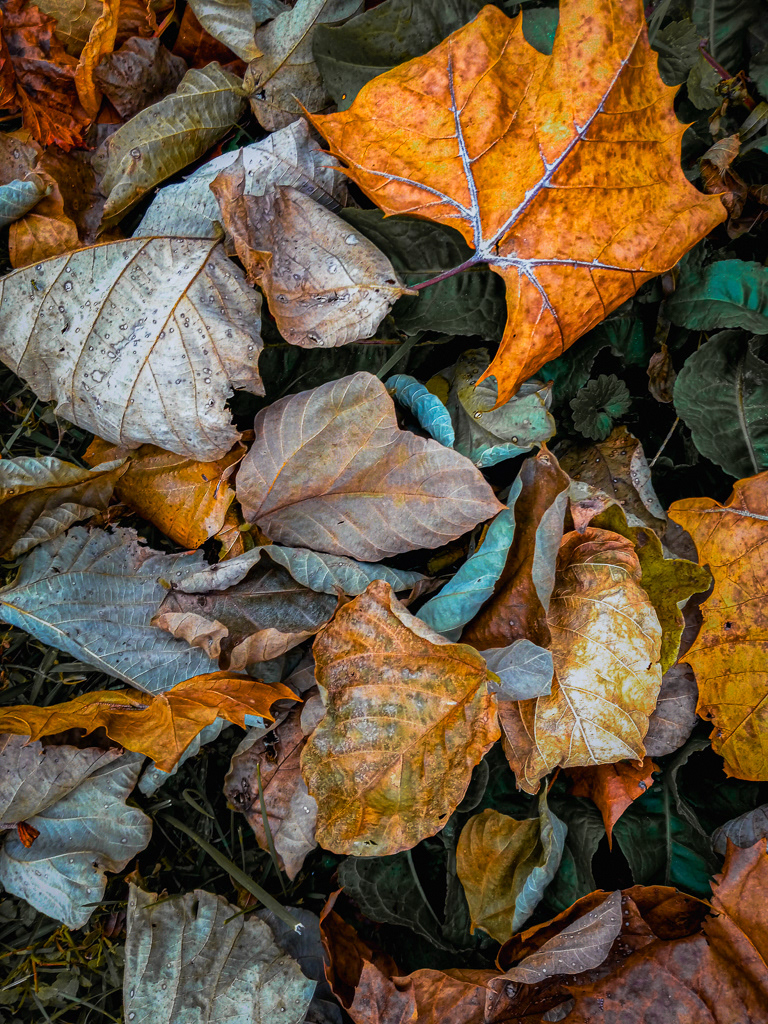 Crispy Leaves Adjusted