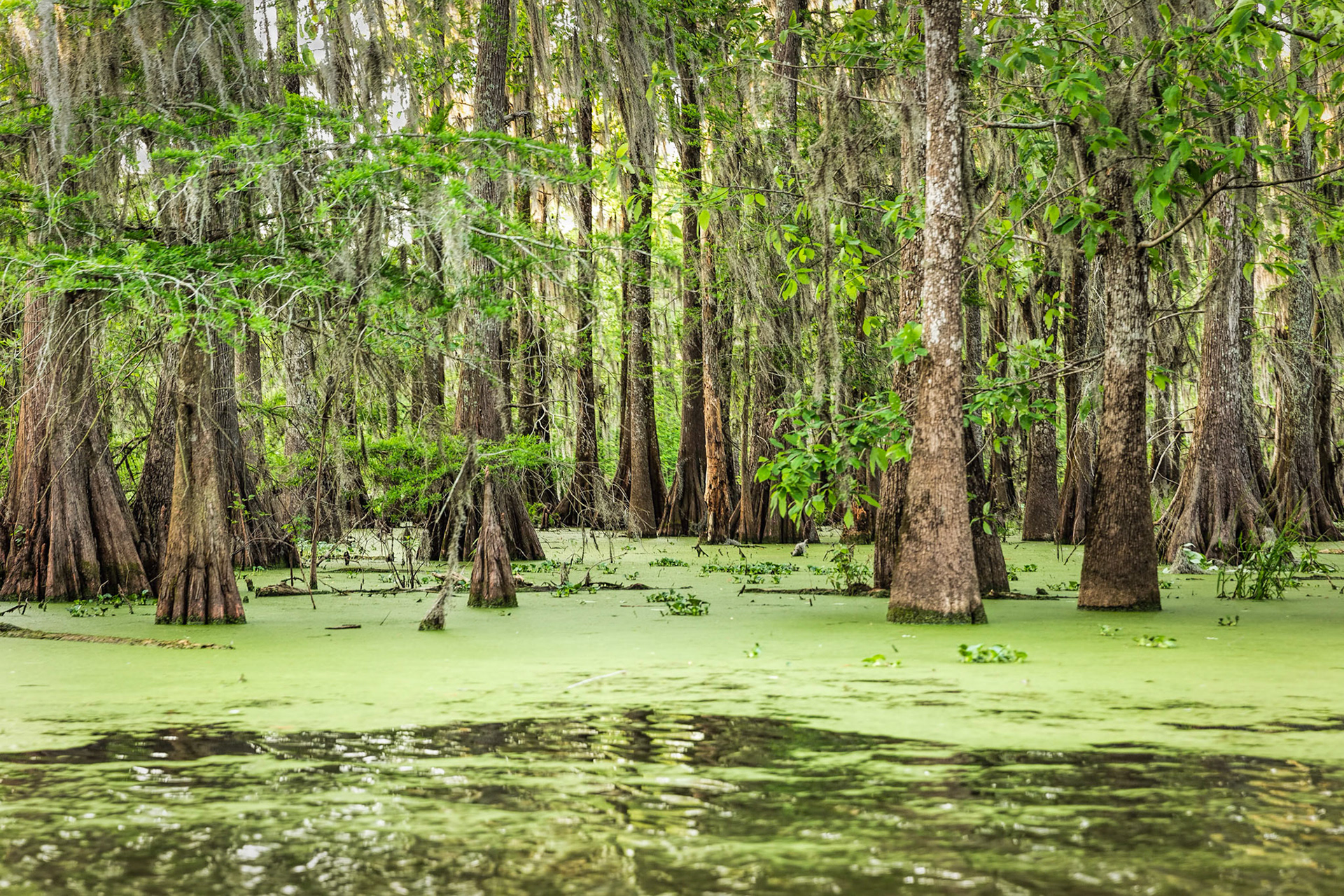 Lake Martin Cypress