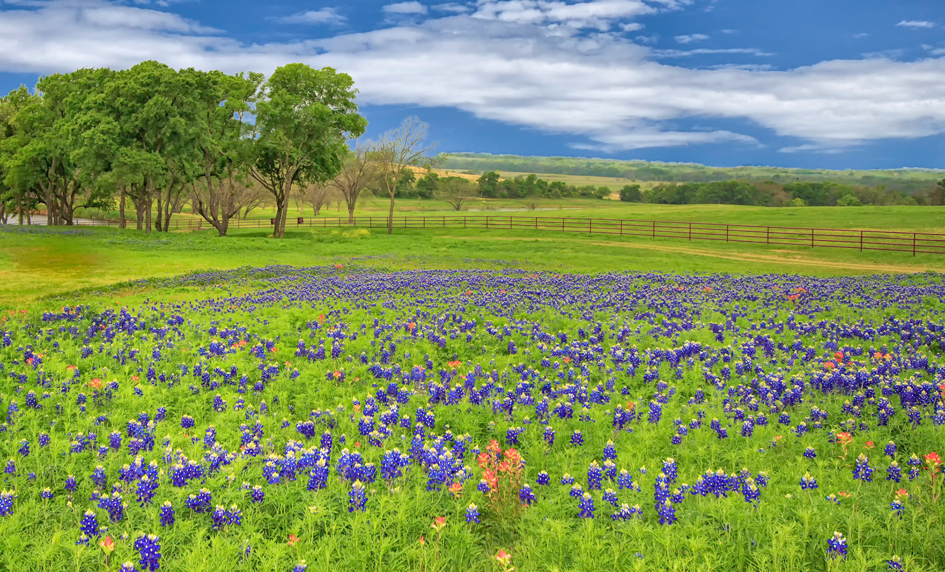 Ennis Bluebonnets