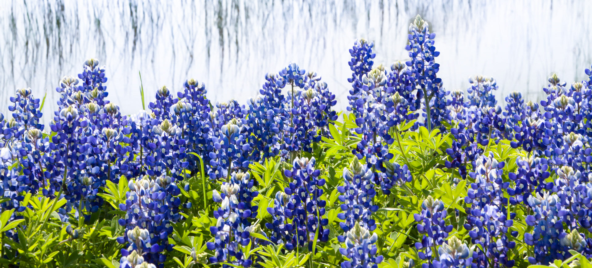Bluebonnets and Pond