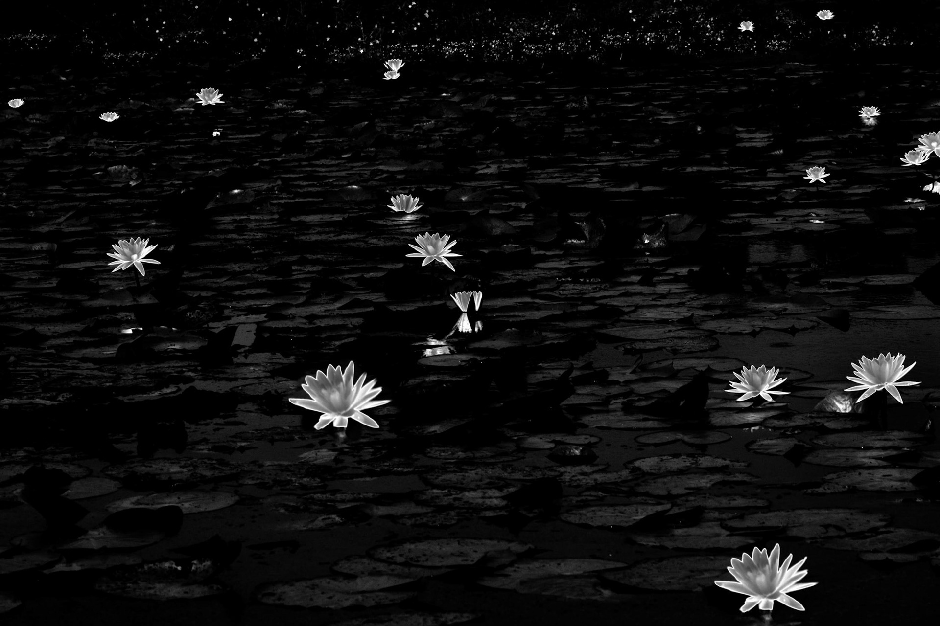 Lily Pads BW Solar